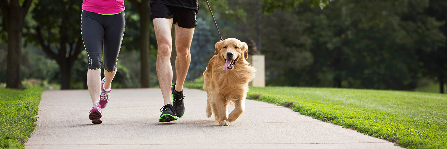 DogWatch by K9 Fencing of Michigan, Elmira, Michigan | Electronic Dog Training Collars Footer Image Image