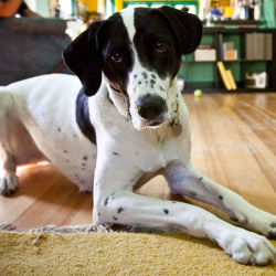 DogWatch by K9 Fencing of Michigan, Elmira, Michigan | Indoor Pet Boundaries Contact Us Image