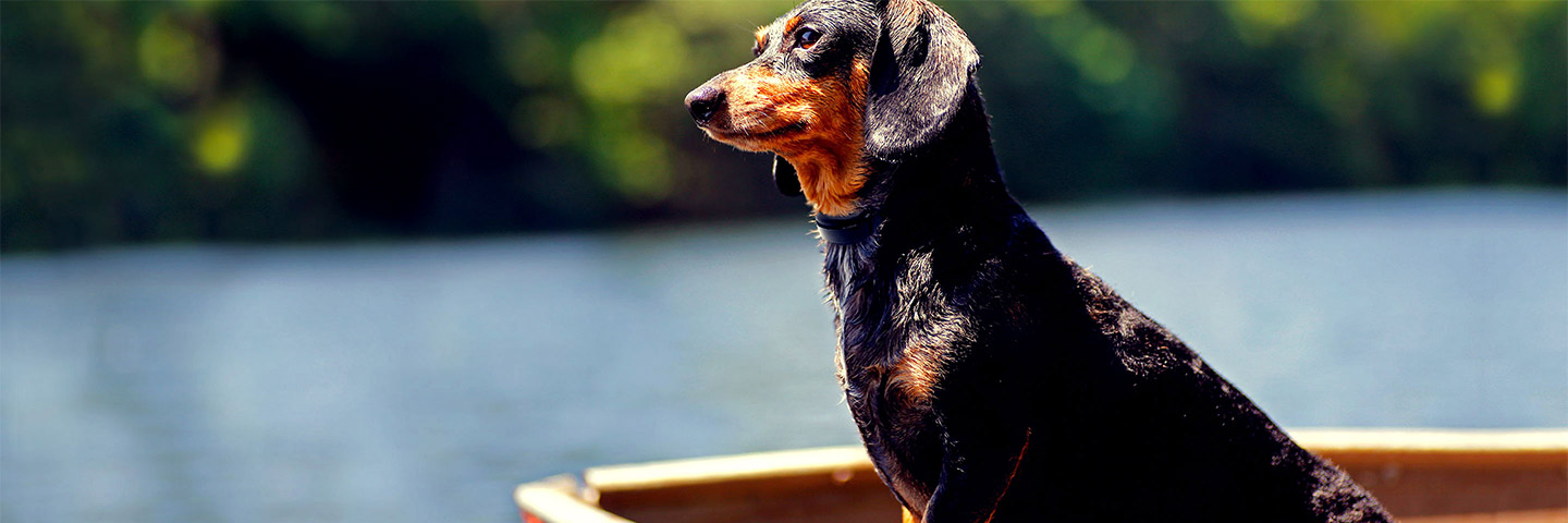 dw-dealer-product-testimonial-barkcollar-1440×480 Customer Testimonial Image