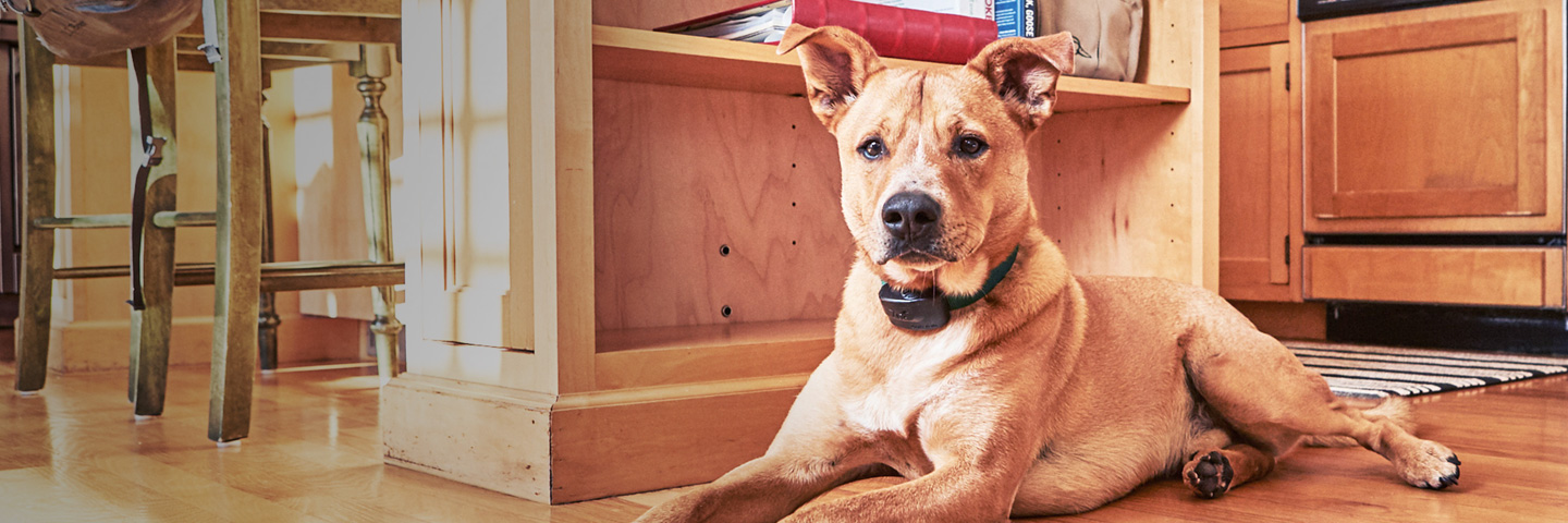 DogWatch by K9 Fencing of Michigan, Elmira, Michigan | Indoor Pet Fences Slider Image