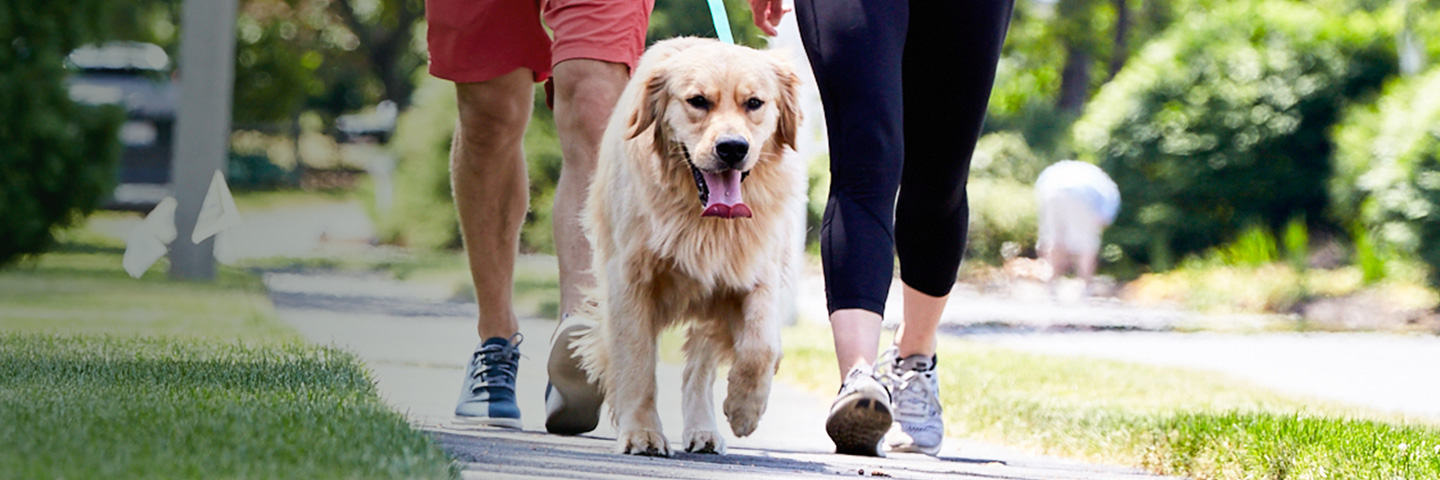 DogWatch by K9 Fencing of Michigan, Elmira, Michigan | SideWalker Leash Trainer Slider Image