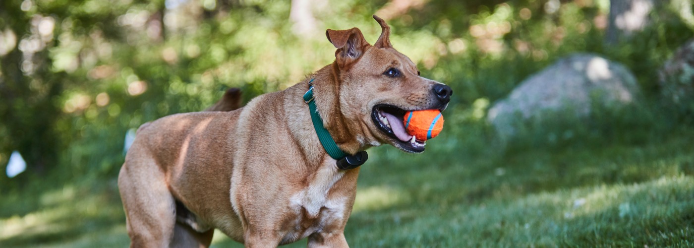 DogWatch by K9 Fencing of Michigan, Elmira, Michigan | ProFenceX™ Slider Image